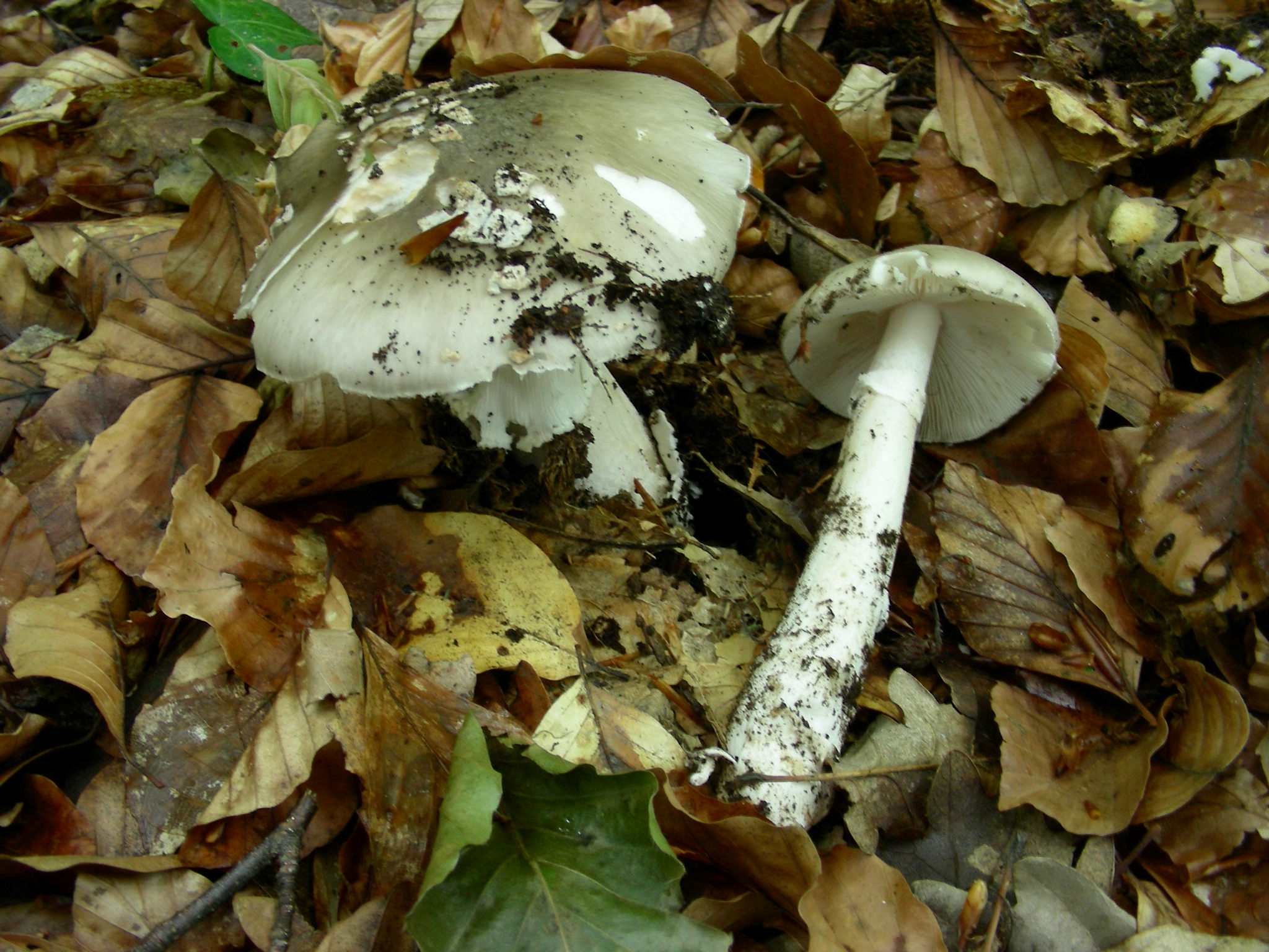 1368 Giugno vecchio ritrovamento